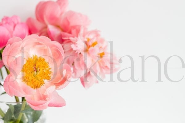 Horizontal stock photo of peonies