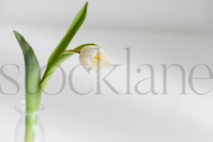 Horizontal stock photo of flower