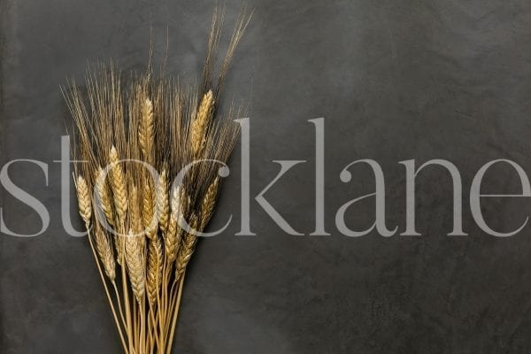 Horizontal stock photo of bunch of wheat on dark background