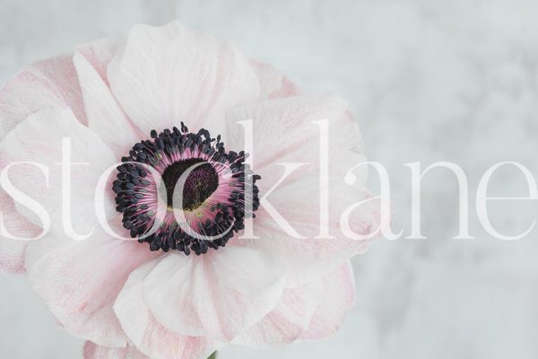 Horizontal stock photo of pink anemone flower