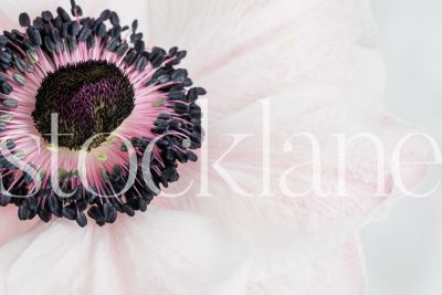 Horizontal stock photo of pink anemone flower