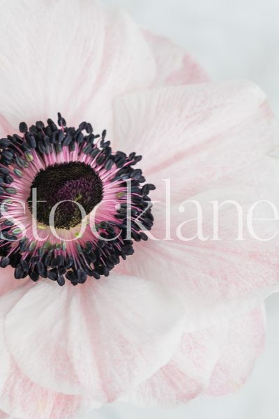 Vertical stock photo of pink anemone flower