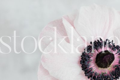 Horizontal stock photo of pink anemone flower