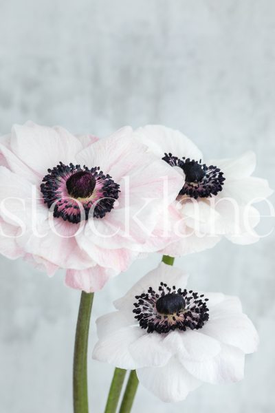 Vertical stock photo of white and pink anemone flowers