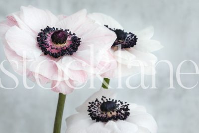 Horizontal stock photo of white and pink anemone flowers