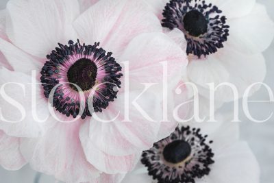 Horizontal stock photo of white and pink anemone flowers