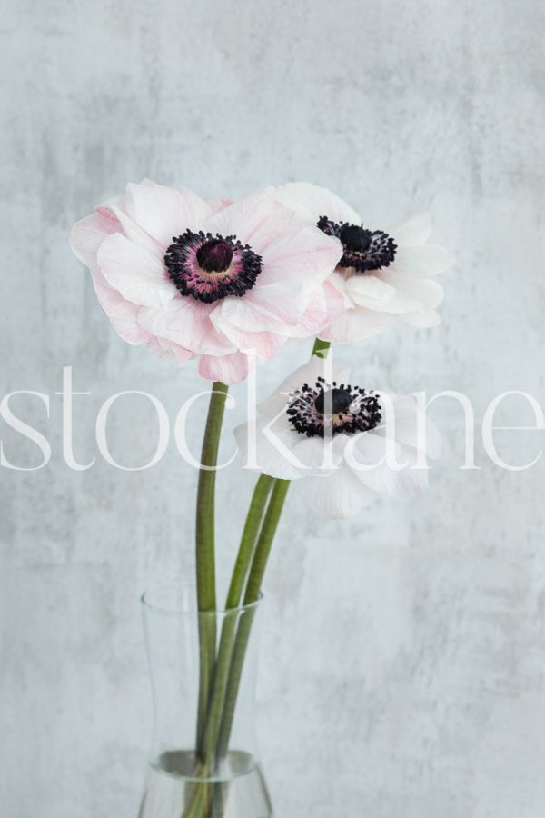 Vertical stock photo of white and pink anemone flowers