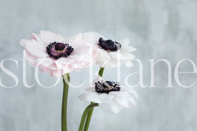 Horizontal stock photo of white and pink anemone flowers