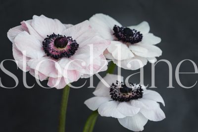 horizontal stock photo of white and pink anemone flowers