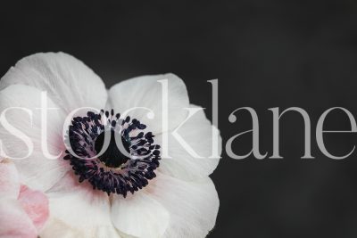 Horizontal stock photo of white and pink anemone flower