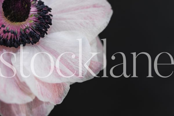 Horizontal stock photo of pink anemone flower