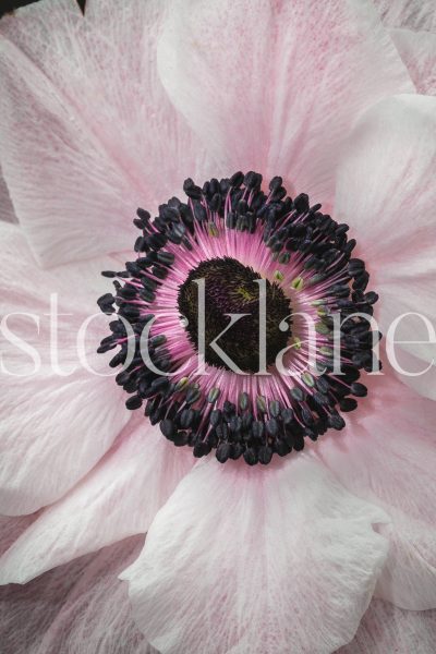 Vertical stock photo of pink anemone flower