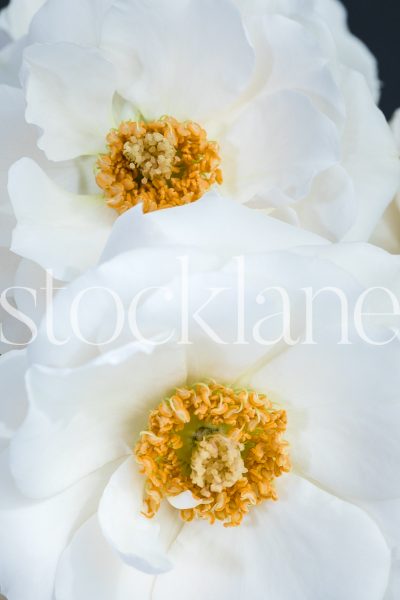 Vertical stock photo of white garden roses