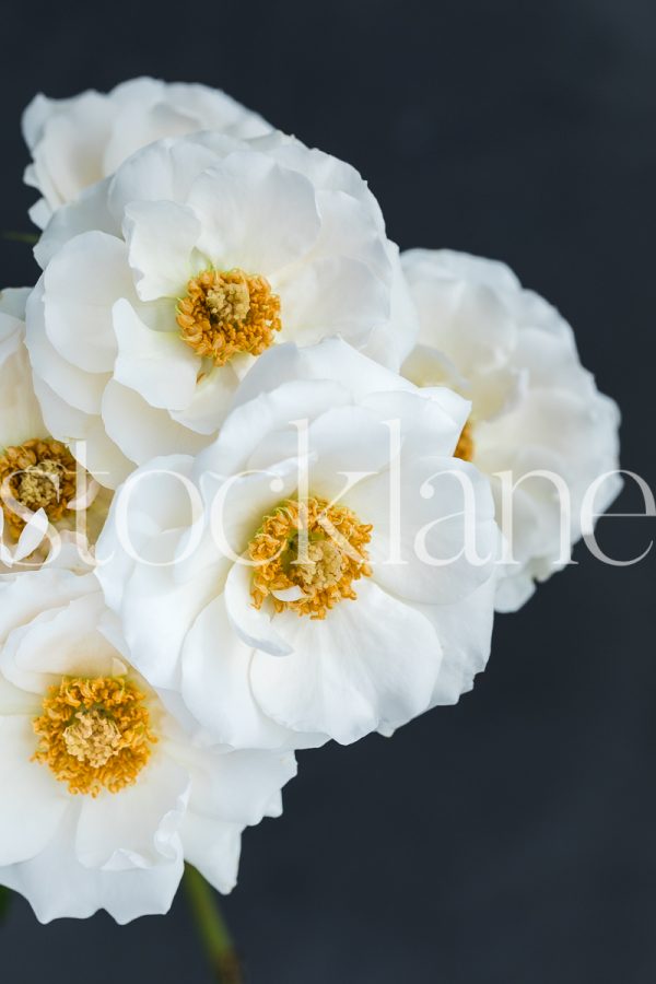 Vertical stock photo of white garden roses