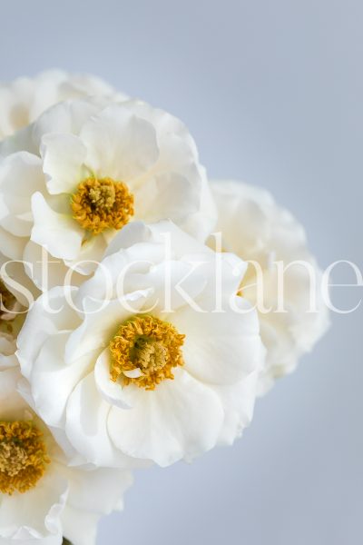 Vertical stock photo of white garden roses