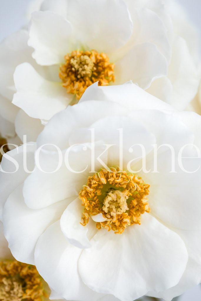 Vertical stock photo of white garden roses