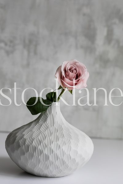 Vertical stock photo of blush rose in white vase