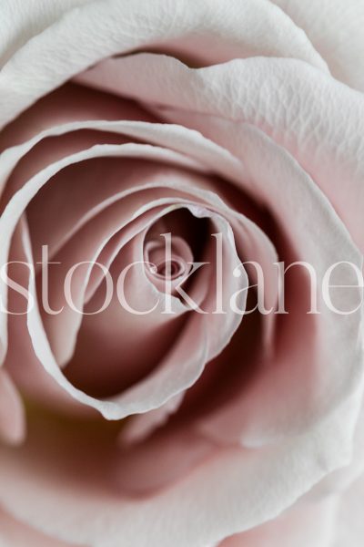 Vertical stock photo of blush rose