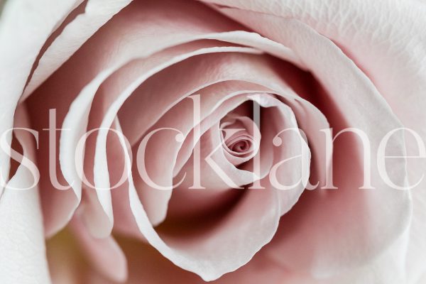 Horizontal stock photo of blush rose