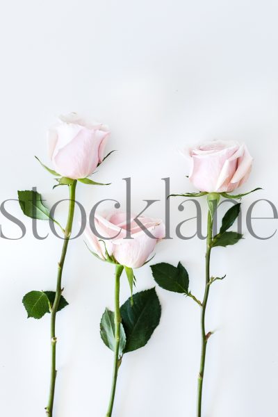 Vertical stock photo of three pink roses