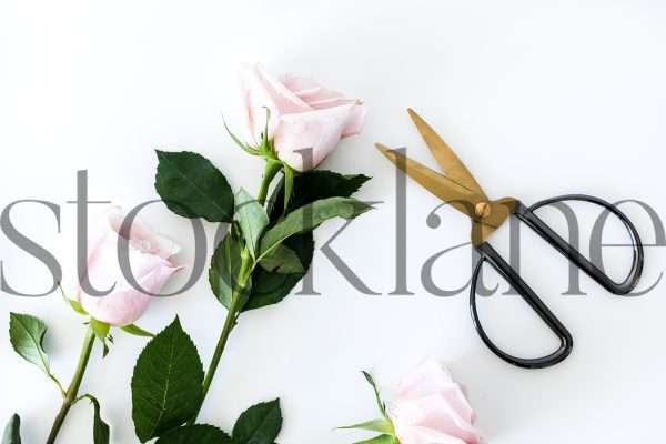 Horizontal stock photo of three pink roses and scissors