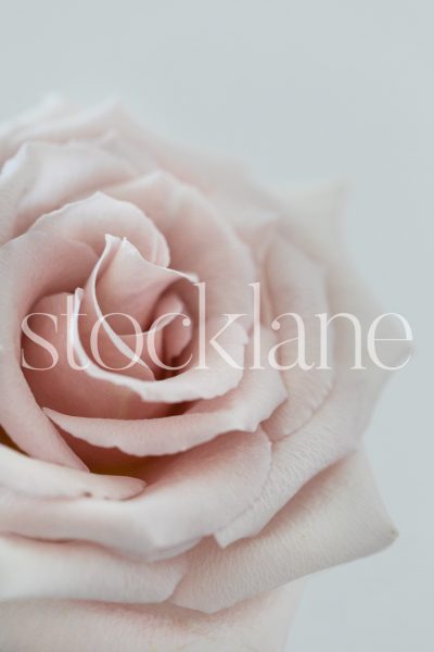 Vertical stock photo of blush pink rose