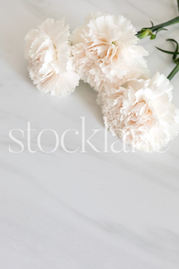 Vertical stock photos of pale pink carnations