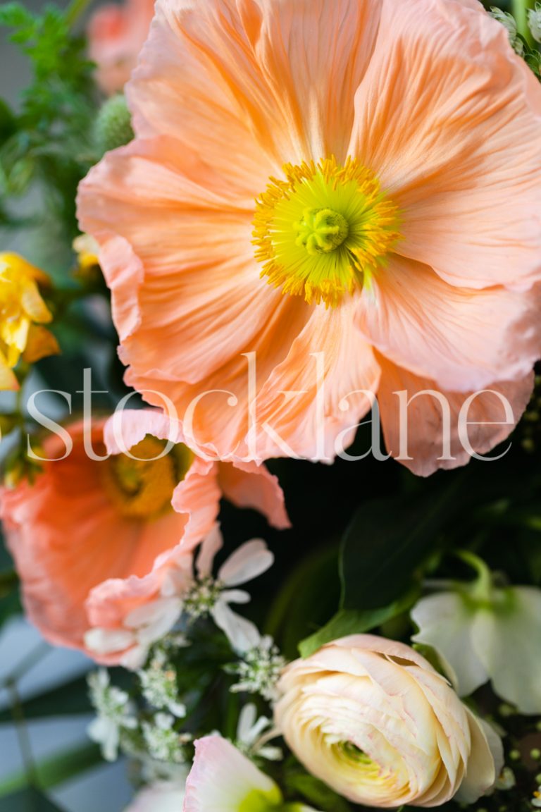 Vertical stock photo of poppy flower