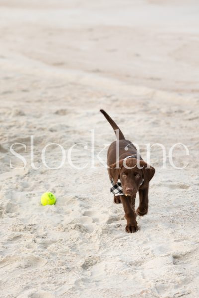 Vertical stock photo of chocolate labrador puppy at the beach.