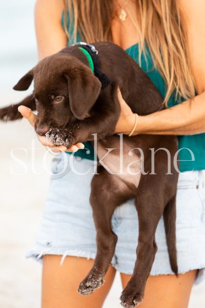 Vertical stock photo of a woman holding a chocolate labrador puppy at the beach.