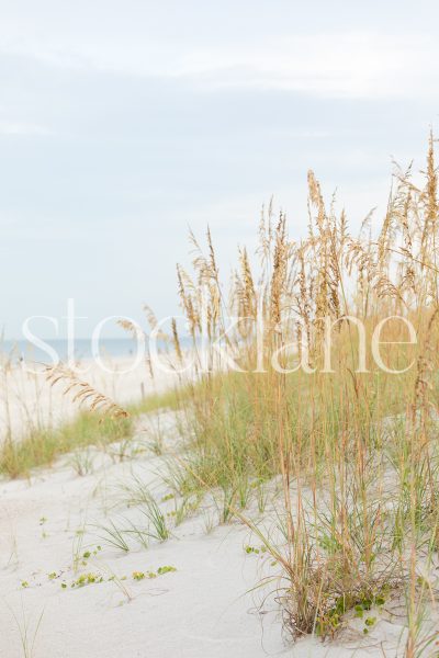 Vertical stock photo of beach seagrass.