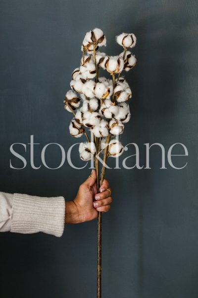 Vertical stock photo of a woman holding a cotton branch.