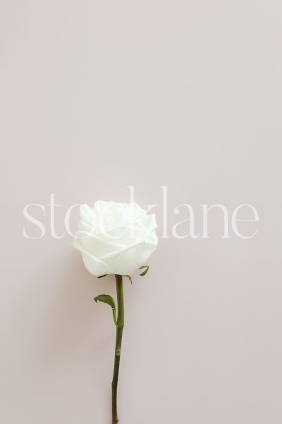 Vertical stock photo of a white rose on a pink background