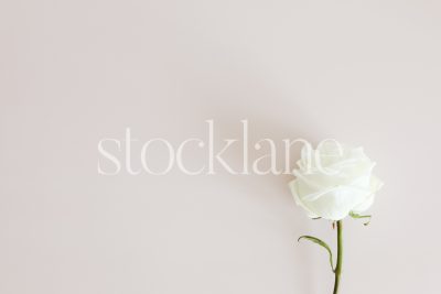 Horizontal stock photo of a white rose on a pink background.