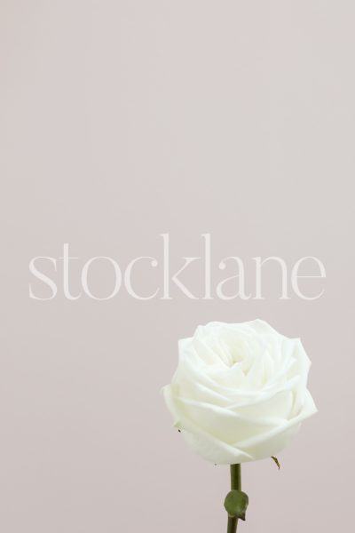 Vertical stock photo of a white rose on a pink background