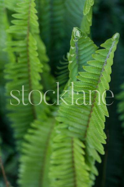 Vertical stock photo of fern leaves.