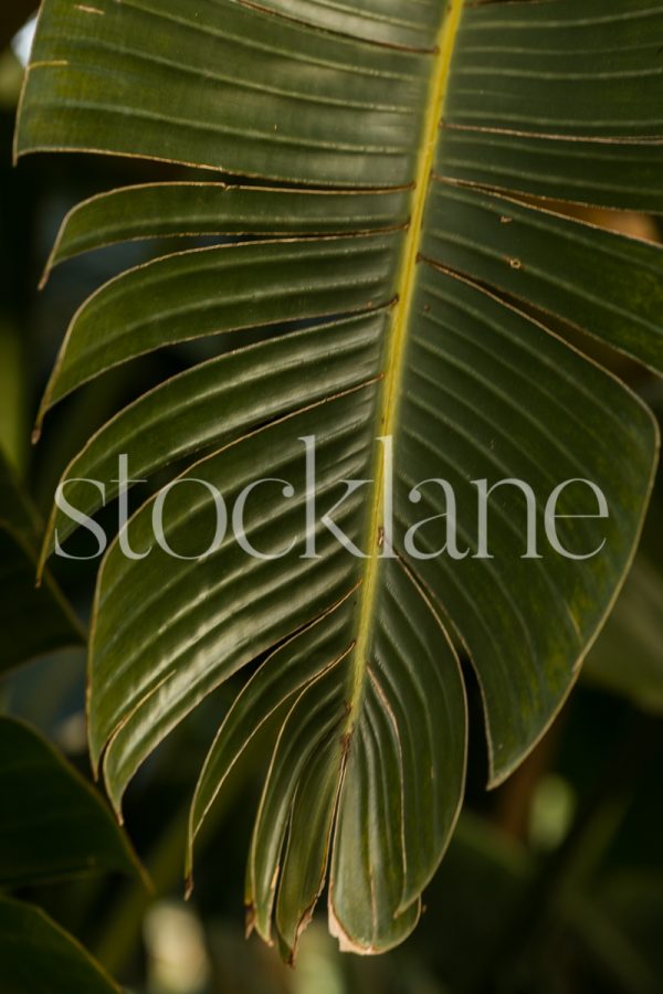 Vertical stock photo of a plant leaf