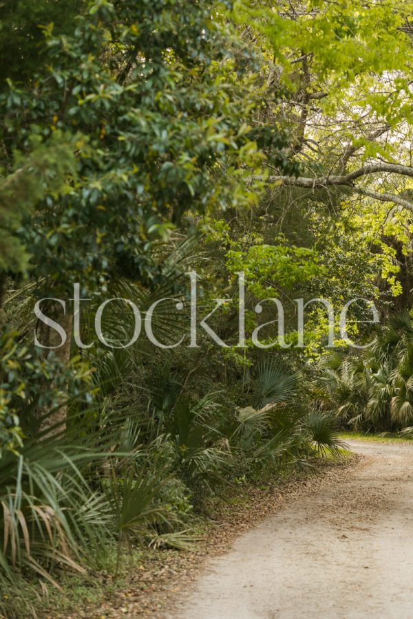 Vertical stock photo trees and a walking path.