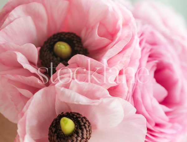 Horizontal stock photo of pink ranunculus flowers.