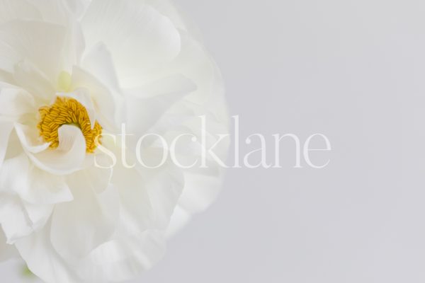 Horizontal stock photo of a white ranunculus flower.