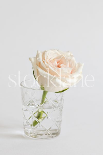 Vertical stock photo of a pink rose.