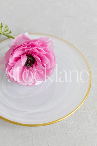 Vertical stock photo of a white gold-rimmed plate with a pink ranunculus flower.