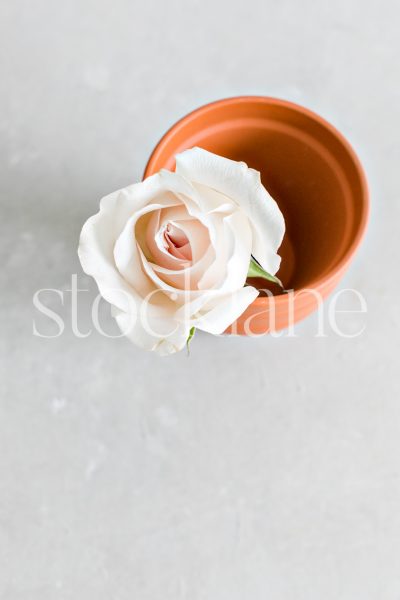 Vertical stock photo of a pale pink rose in a small flower pot.