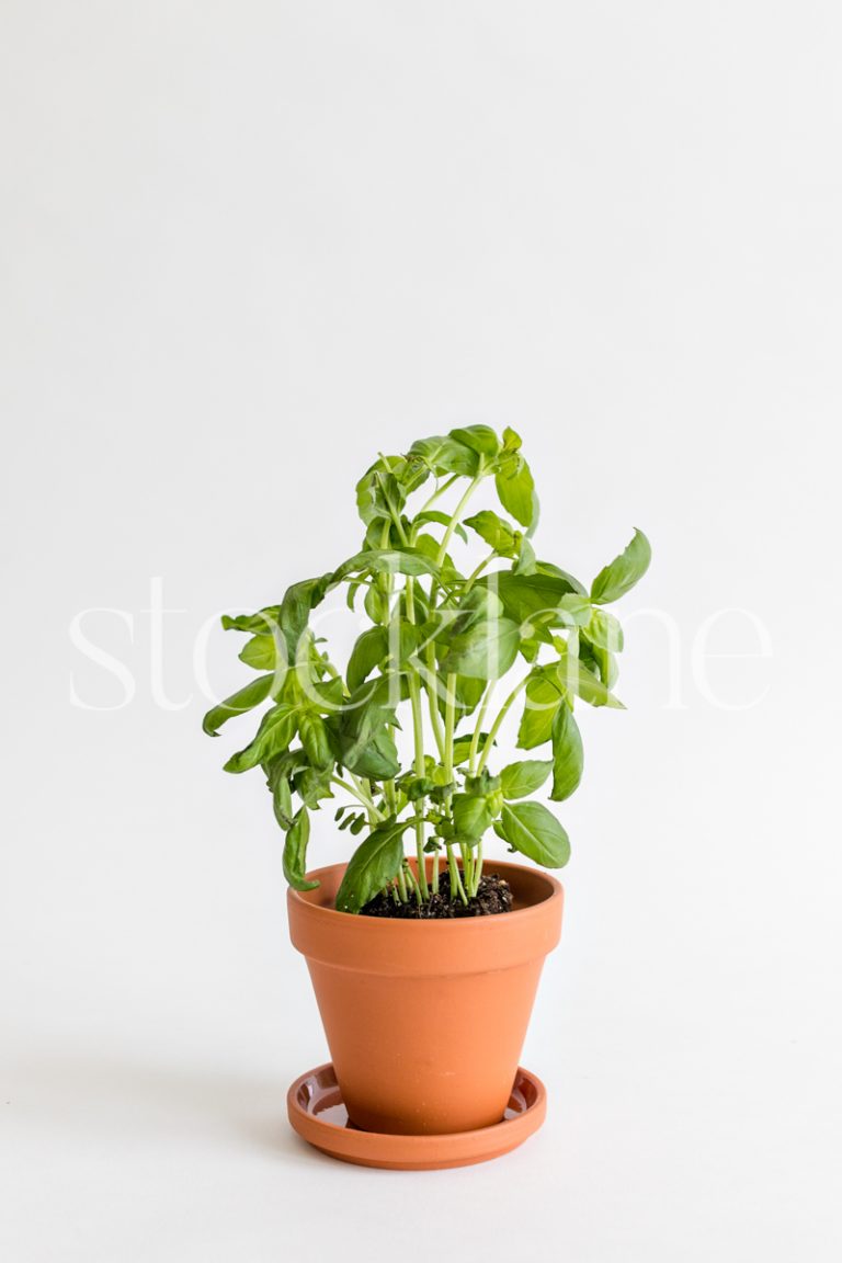 Vertical stock photo of a basil plant in a terracotta pot.