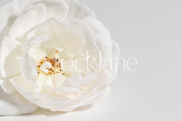 Horizontal stock photo of a white rose on a white background.