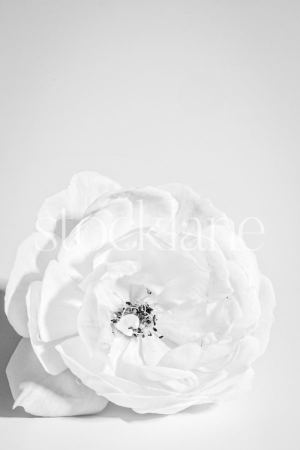 Vertical black and white stock photo of a white rose on a white background.