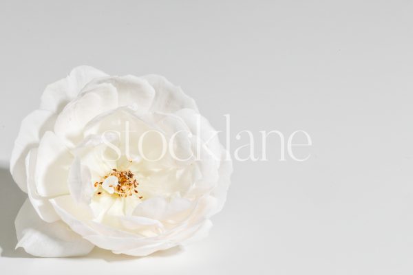 Horizontal stock photo of a white rose on a white background.