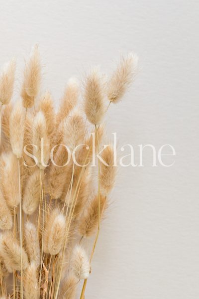 Vertical stock photo of neutral colored rabbit tail sprigs on a neutral background.