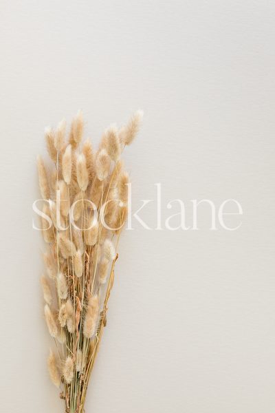 Vertical stock photo of neutral colored rabbit tail sprigs on a neutral background.