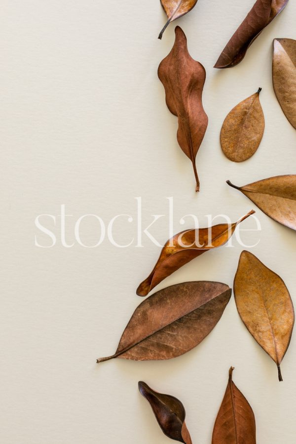 Vertical stock photo of brown leaves on a neutral background.